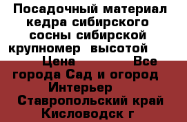 Посадочный материал кедра сибирского (сосны сибирской) крупномер, высотой 3-3.5  › Цена ­ 19 800 - Все города Сад и огород » Интерьер   . Ставропольский край,Кисловодск г.